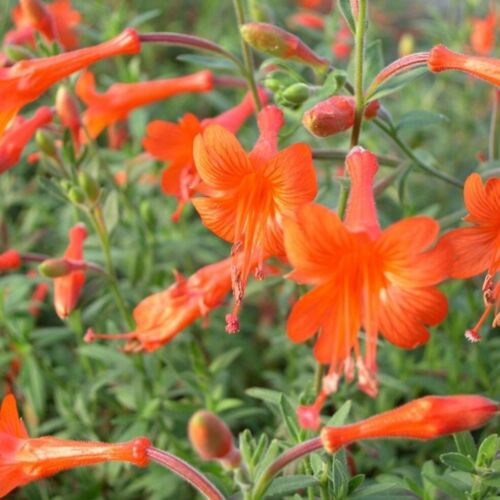 Fuchsia california plug plants - fuchsia,