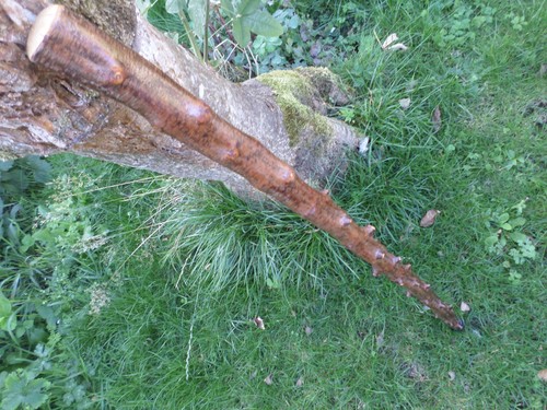 Blackthorn walking stick - blackthorn,