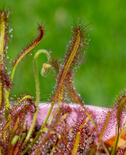 Live plants drosera capensis - live,