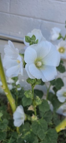 Hollyhock white seeds - hollyhock,