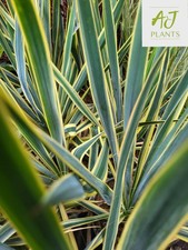 Yucca bright edge adams - edge,
