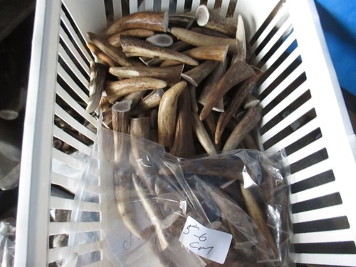 Deer antler tips for - deer,