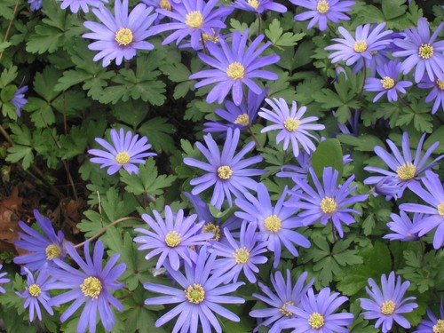 Anemone blanda blue - blanda,