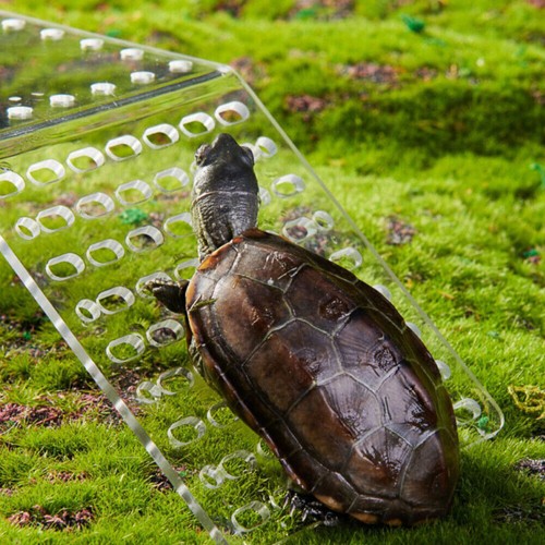 Hanging turtle basking - hanging,