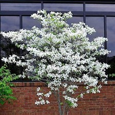 20 Flowering Dogwood Tree