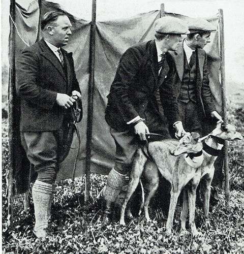 South england hare - hare, coursing