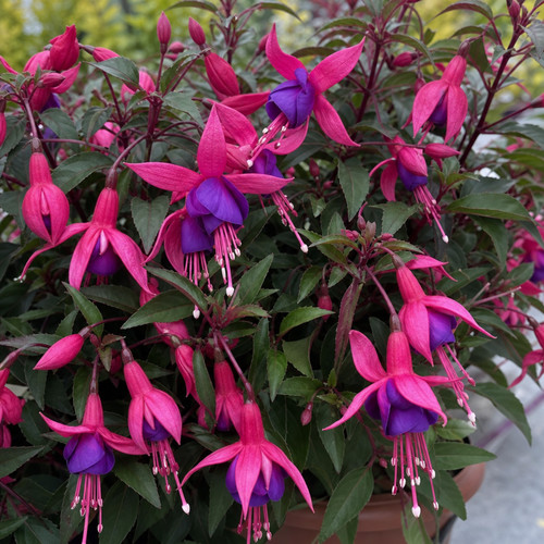 Fuchsia dollar princess - dollar,