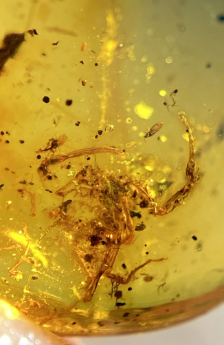 Burmese burmite cretaceous - burmite,