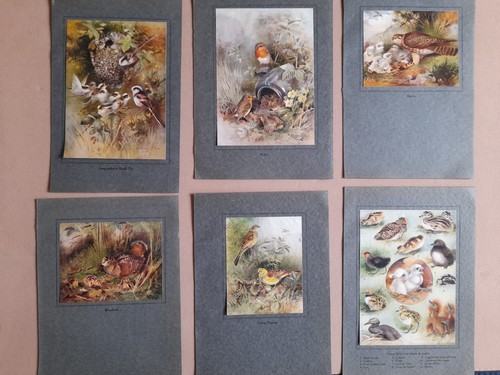 Vintage british birds lot - vintage,