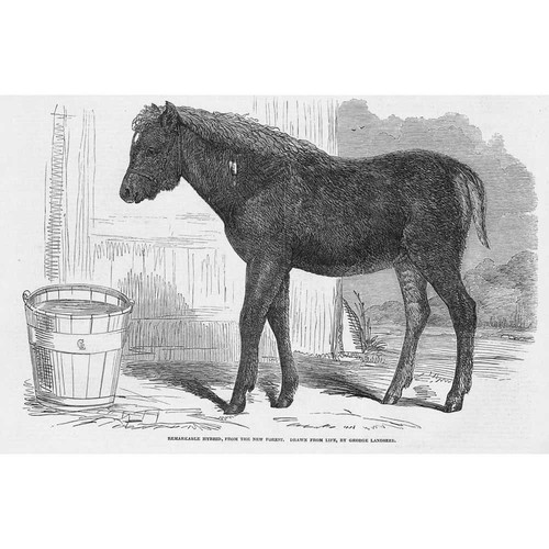 New forest hybrid pony - new,