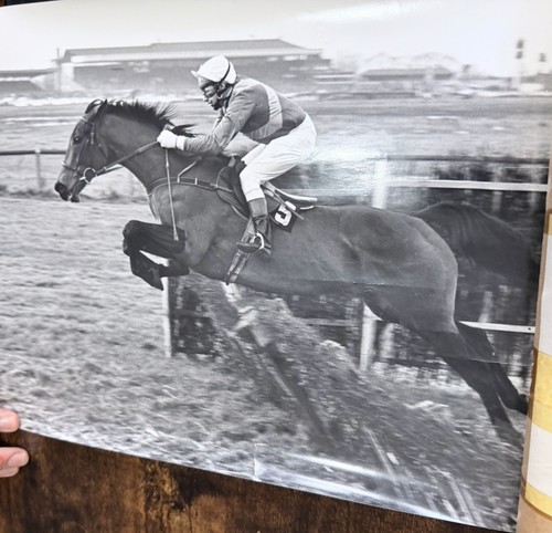 Black white horse - &,
