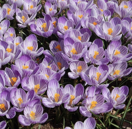 15x pickwick crocus bulbs - 15x,