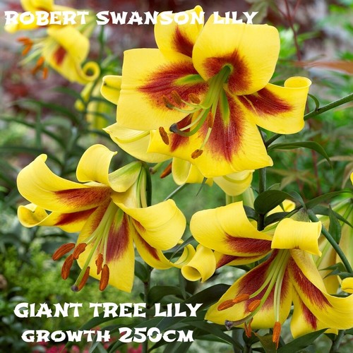 Giant yellow lilies tree large - tree,