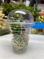 One REAL PRAYING MANTIS EGG CASE OOTHECA NATURAL PEST CONTROL 2025 +Hatching Cup