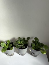 African Violet Saintpaulia