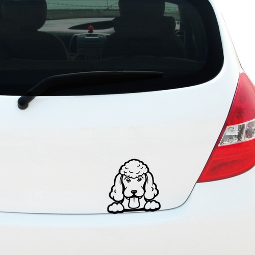 Peeking poodle decal - poodle, sticker