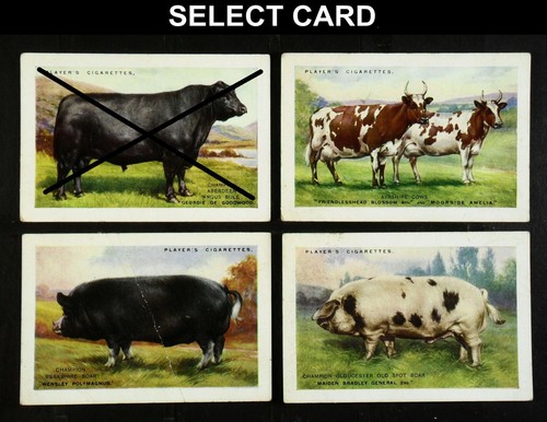 British pedigree stock player - pedigree,