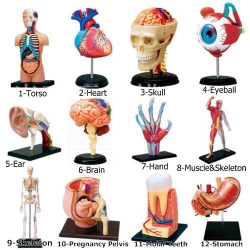 1pcs human torso brain - human,