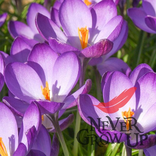 Ruby giant flowering - ruby, crocus