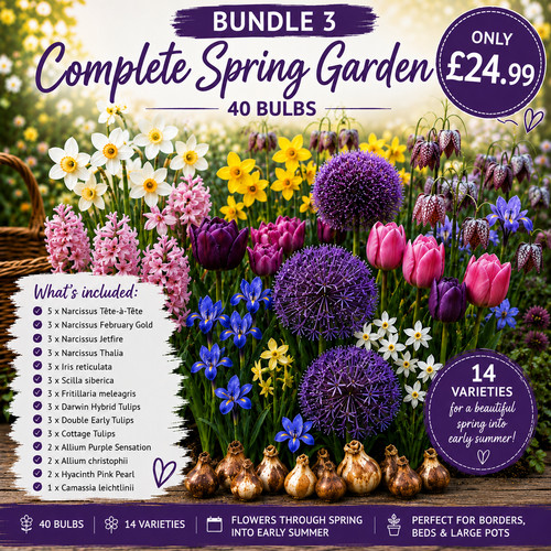 Garden bulbs ready - bulbs, now