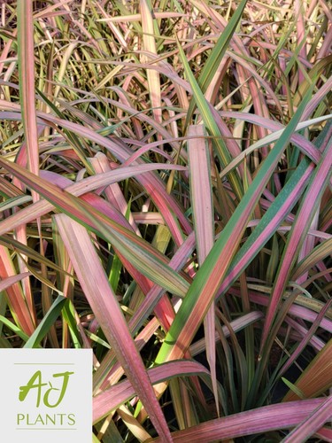Phormium jester new zealand - -,