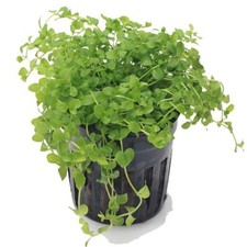 Micranthemum Monte Carlo Live