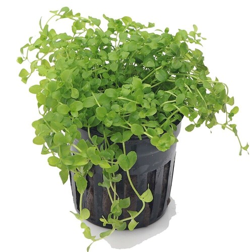 Micranthemum monte carlo live - micranthemum,