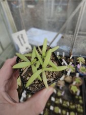 Pinguicula  " Apasionada "