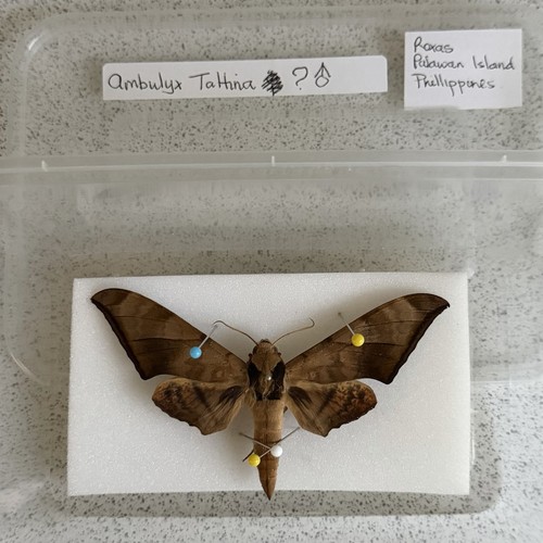 Entomology ambulyx tattina - entomology,