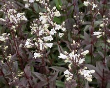 Plug plants penstemon - x,