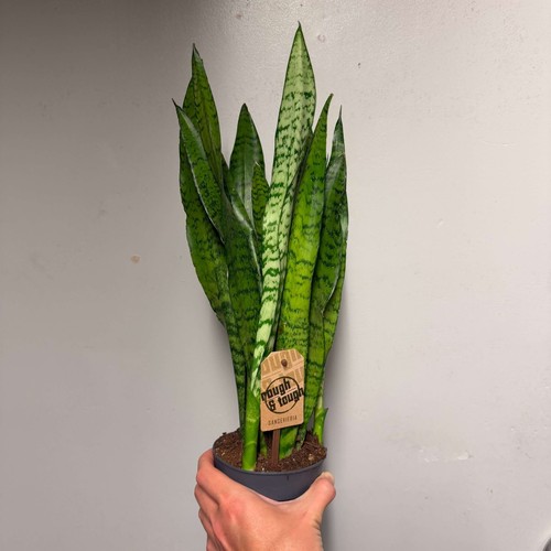 Snake plant - snake, (zeylanica)