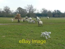 Photo 6x4 Race you to the gate! Langton Green/TQ5439 Sheep in pasture to c2008