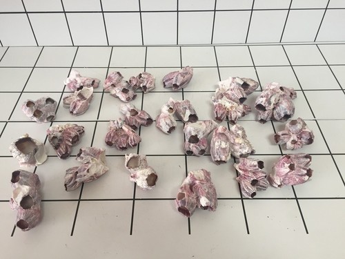 Aquarium decoration shell - aquarium,
