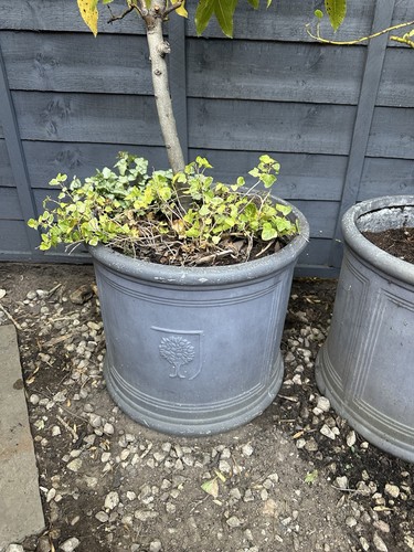 Large bay trees pots - large,