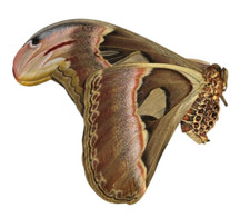 Attacus atlas Papered