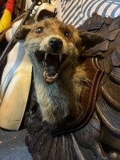 Vintage Taxidermy snarling Fox