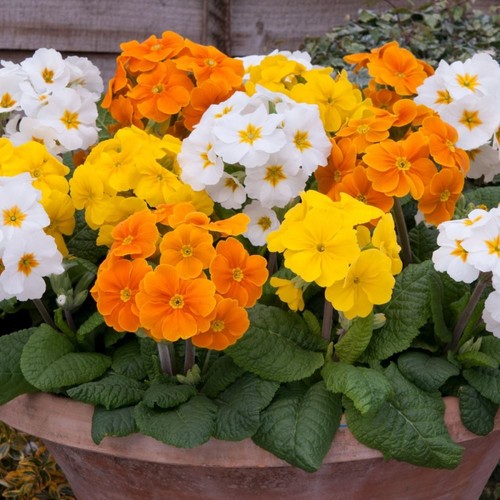 Polyanthus crescendo spring - crescendo,