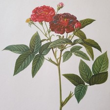 Pierre Joseph Redoute Colour