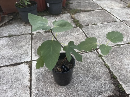 Ficus carica little miss figgy - carica,
