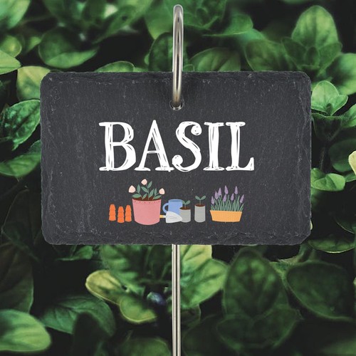 Basil herb garden - basil, jack