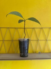 Avocado plant