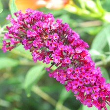 1 X BUDDLEIA DAVIDII 'BUZZ VELVET' BUTTERFLY BUSH DECIDUOUS SHRUB PLANT IN POT