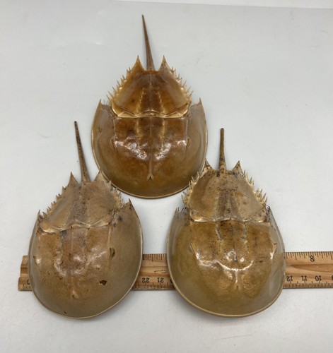 Damaged 1pc dried molted - damaged*,