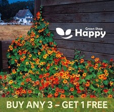 NASTURTIUM - DOUBLE GLEAM