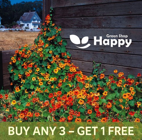 Nasturtium double gleam - double,