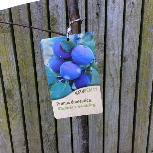 Plum tree marjorie s - tree, "