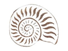 Ammonite Seashell Printing