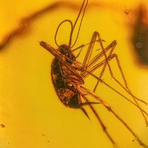 Roach nymph burmese - nymph, /