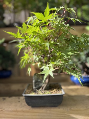 Japanese maple acer - acer, bonsai