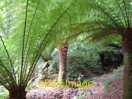 Photo 6x4 tree ferns coleton - photo,